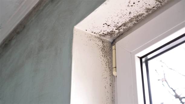 Mold Documentation for Insurance Claims in Juniper Canyon, OR