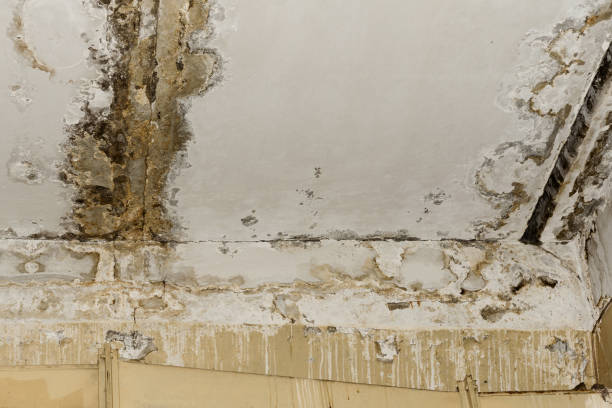 Best Biohazard Mold Removal  in Juniper Canyon, OR