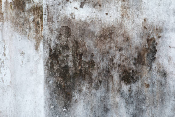 Best Real Estate Mold Inspection  in Juniper Canyon, OR