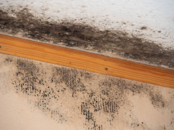 Best Mold-Related Health Consultation  in Juniper Canyon, OR